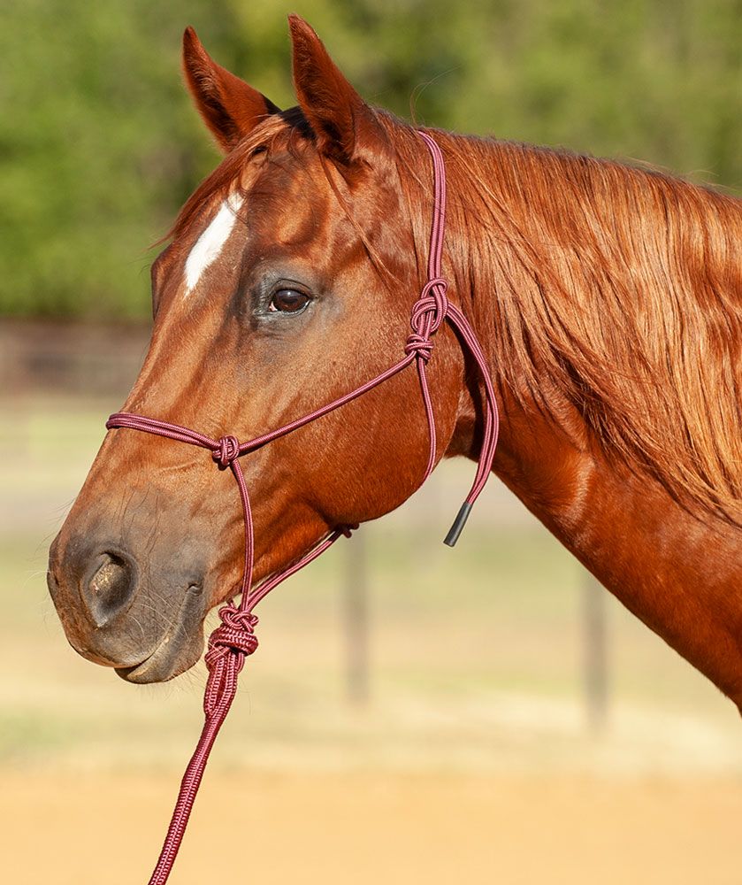 Classic Equine Econo Halter & 8ft Lead