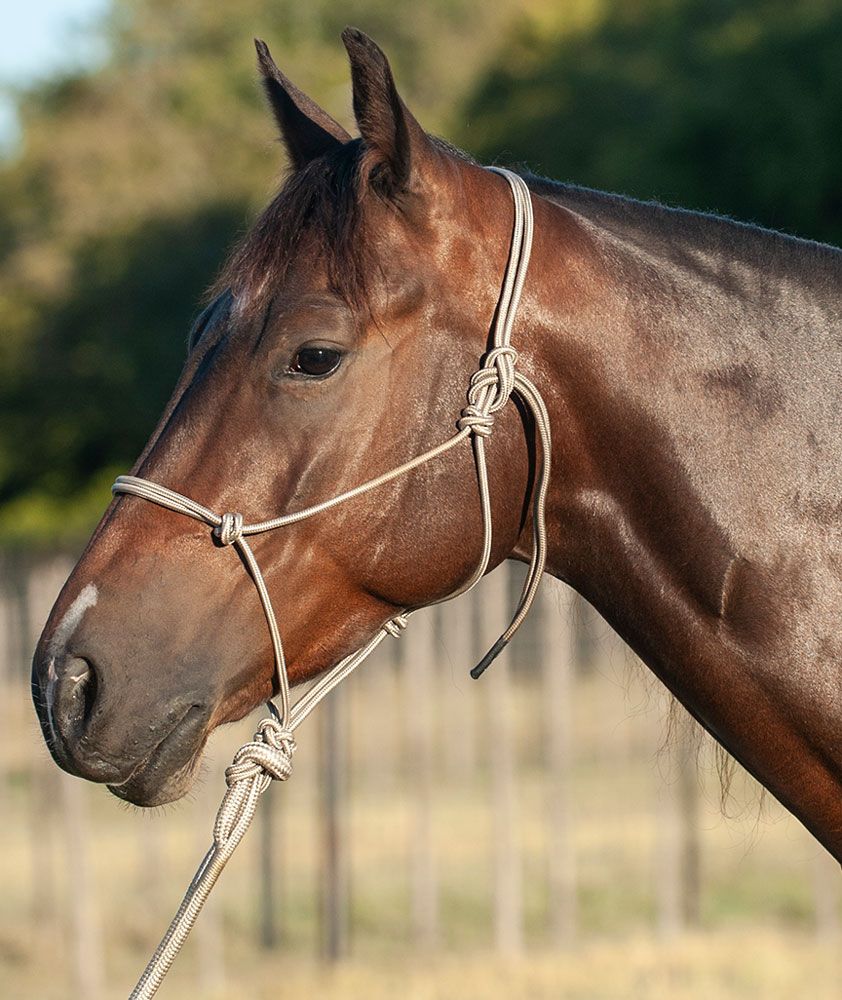 Classic Equine Econo Halter & 8ft Lead