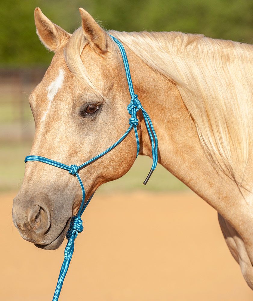 Classic Equine Econo Halter & 8ft Lead