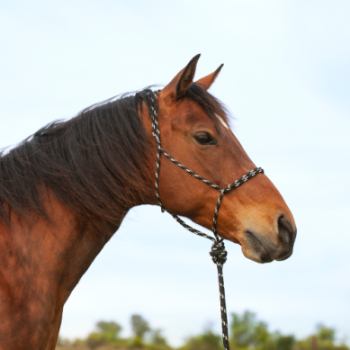 Classic Equine Knotless Halter w/ 9' Lead