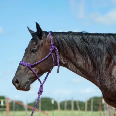 Cashel Mule Tape Halters