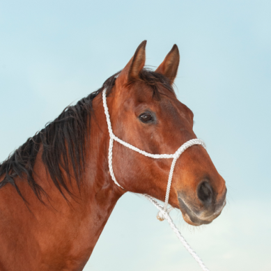 Classic Equine Rope Nose Mule Tape Halter with Lead