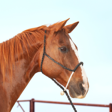 Classic Equine Rope Nose Mule Tape Halter with Lead