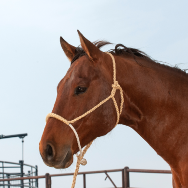 Classic Equine Rope Nose Mule Tape Halter with Lead