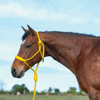 Cashel Mule Tape Halters