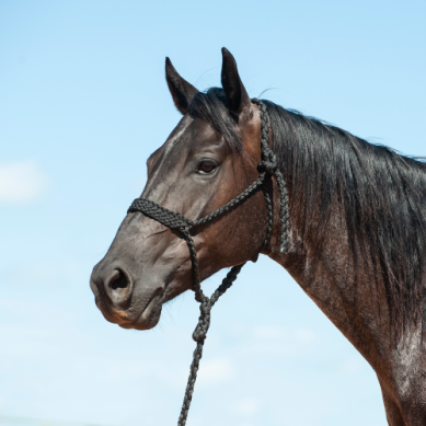 Cashel Mule Tape Halters
