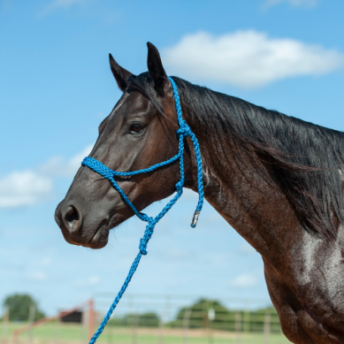 Cashel Mule Tape Halters