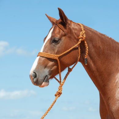 Cashel Mule Tape Halters