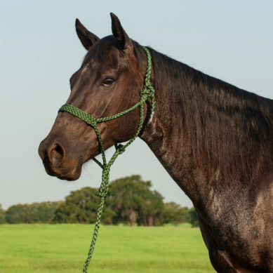 Cashel Mule Tape Halters
