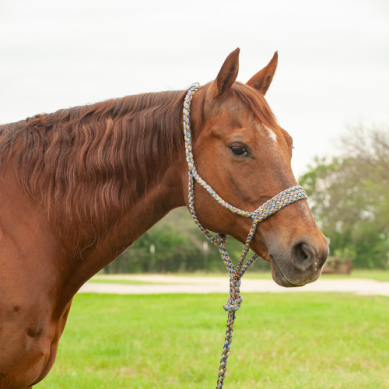 Cashel Mule Tape Halters