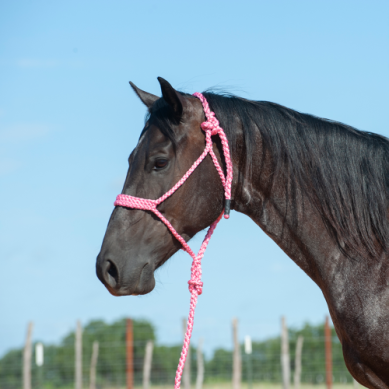 Cashel Mule Tape Halters