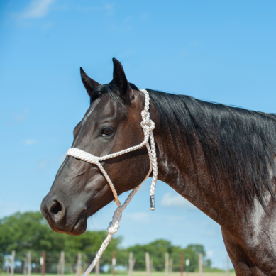 Cashel Mule Tape Halters