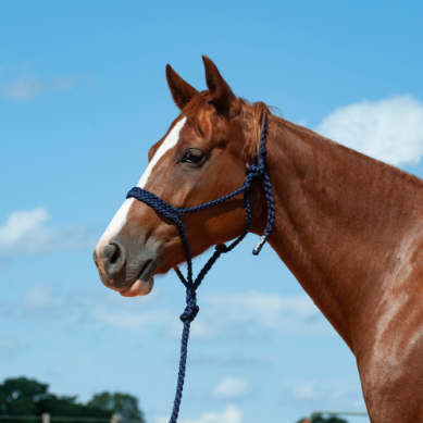 Cashel Mule Tape Halters