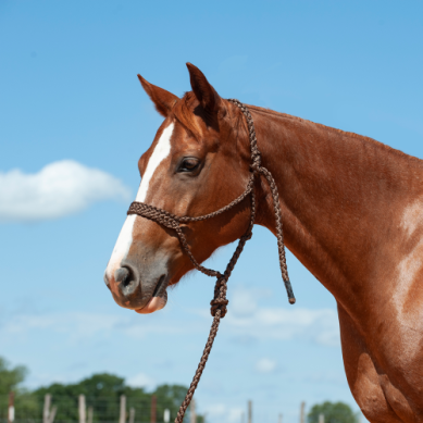 Cashel Mule Tape Halters