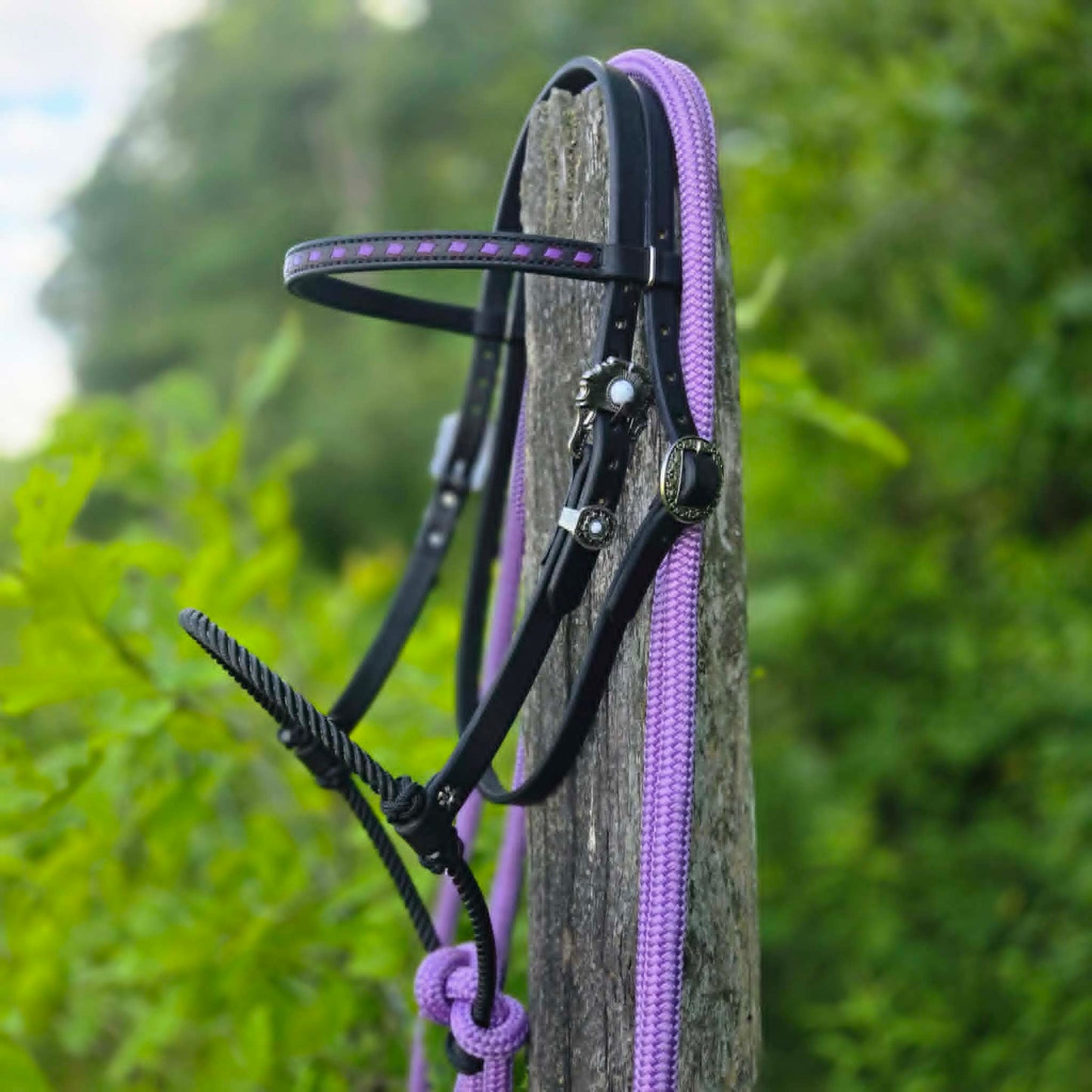 Lavender Loping Hackamore