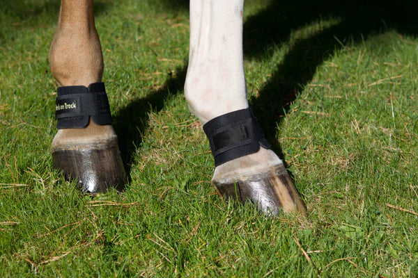 Back On Track Pastern Boots