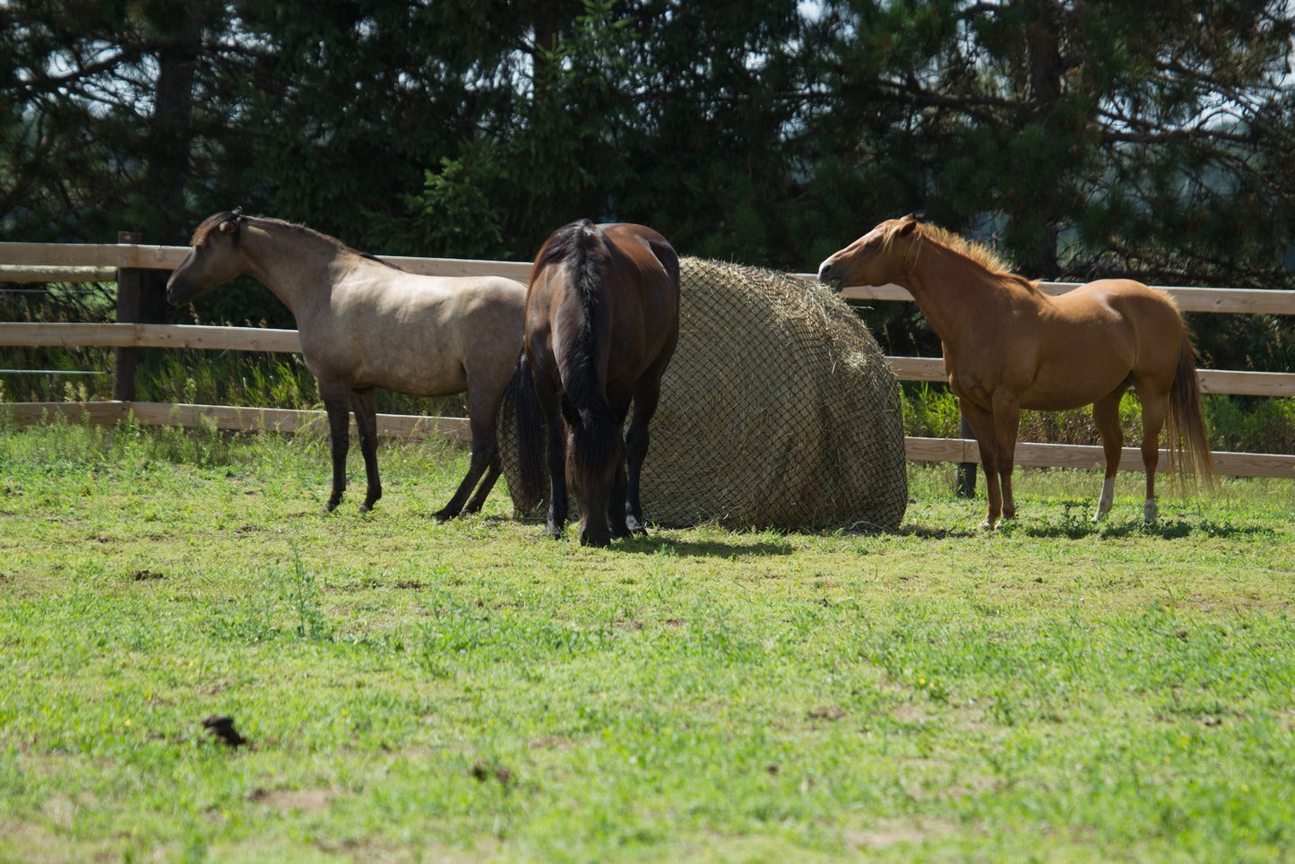 Hay Chix 4' Large Bale Net